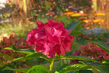 Obraz premium Beautiful bright pink hydrangea flowers close-up on the background of an autumn garden on a sunny day