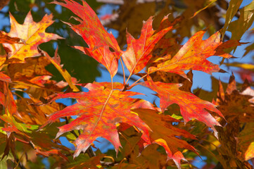 Beautiful bright colorful leaves of canadian oak close-up on a sunny day against a blue sky