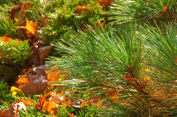 Beautiful pine branches and yellow autumn maple leaves close up on a sunny day in the garden