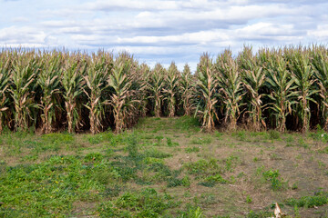 Corn Maze in Autumn, St-Zotique, Quebec, Canada