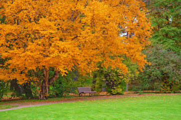 Beautiful old big tree with yellow autumn leaves and a bench in the alley in the autumn park
