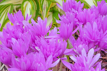 Beautiful pink autumn crocuses close-up on the background of autumn leaves hosta in a flower garden