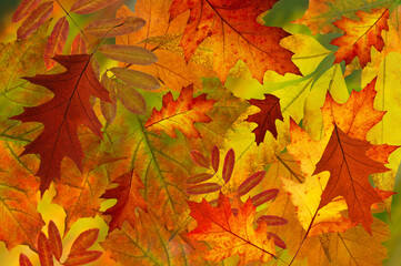 Autumn background of bright colorful autumn leaves of maple, oak, rowan close-up