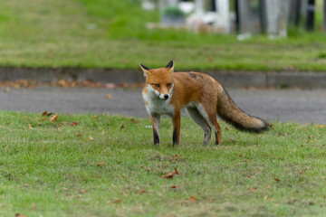 Red fox, Vulpes vulpes