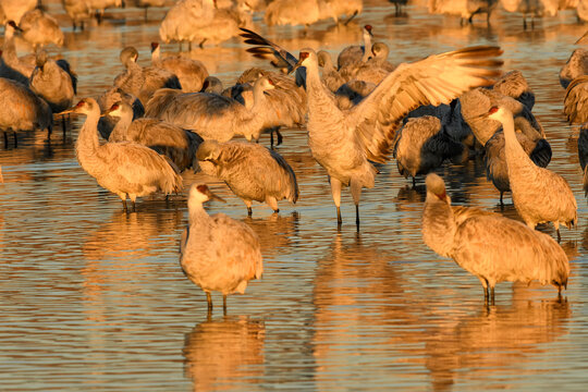 Sandhill cranes (Grus canadensis) roosting in ponds; Bosque del Apache National Wildlife Refuge; New Mexico © Tom
