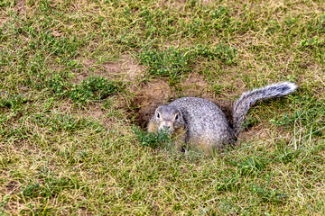 spotted ground squirrel - steppe rodent and pest of agriculture hides near its burrow
