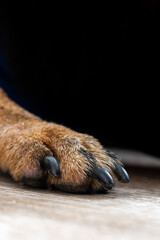 dog paw macro shot close up canine nails