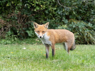 Red fox, Vulpes vulpes