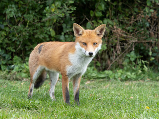 Red fox, Vulpes vulpes