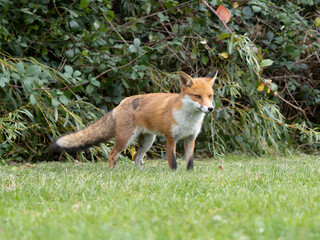 Red fox, Vulpes vulpes