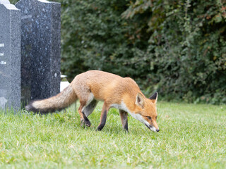Red fox, Vulpes vulpes