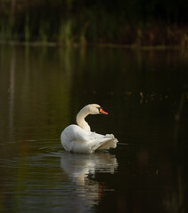 one isolated white swan in small pond cleaning itself fluffing its white feathers with orange beak wild swan or large white bird in calm waters reflection in water in daytime romantic scene horizontal