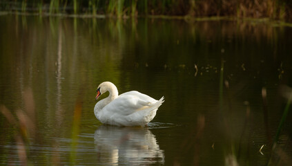 one isolated white swan in small pond cleaning itself fluffing its white feathers with orange beak wild swan or large white bird in calm waters reflection in water in daytime romantic scene horizontal