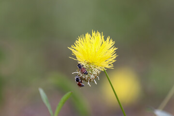 ladybird on a dandelion