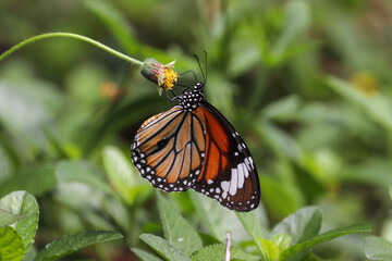 monarch butterfly on a flower