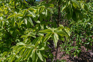 Planta medicinal cachoeiras da Chapada dos veadeiros