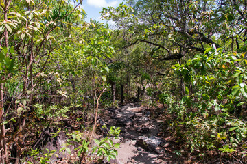 Caminho para as cachoeiras da Chapada dos veadeiros