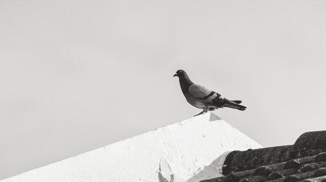 Um pombo no telhado de uma casa em fotografia preto e branco. Pombo de corpo com de cor predominante cinza. P&aacute;ssaro, ave, telha, parado.