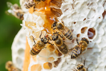 Macro slow motion video of working bees on a honeycomb. Beekeeping and honey production image