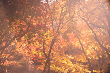 京都の秋の紅葉狩り