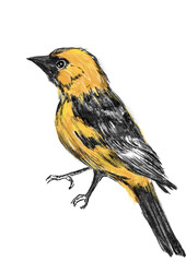 bird hand drawn illustration,art design