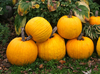Five stacked pale yellow orange pumpkins