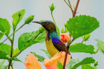 colourful bird