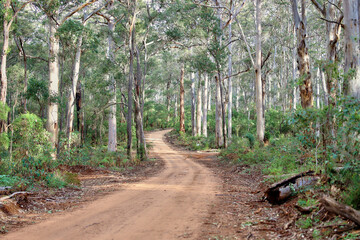 Australian Native Rainforest Background