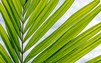 Close-up view of palm leaves in the jungle in Thailand
