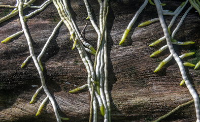 Orchid roots growing on a log in a garden in Thailand