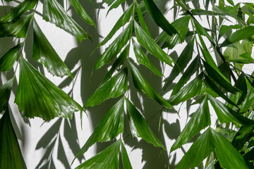 Green fishtail palm leaves and shadows on a white background in a garden in Thailand
