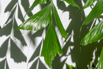 Green fishtail palm leaves and shadows on a white background in a garden in Thailand