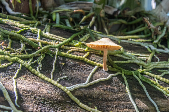 Mushroom growing among orchid roots on a log in a garden in Thailand