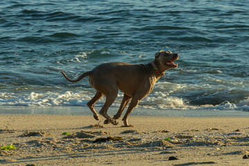 weimaraner dog running on the beach braco weimar