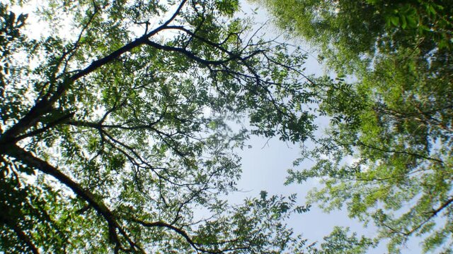 Looking up the trees in summer in Japan