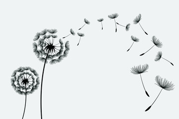 Flying dandelion seeds, vector icon. Vector isolated decoration element from scattered silhouettes.
