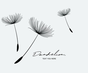 Hand drawn dandelion flowers . Abstract floral summer posters, wall art isolated on grey background.
