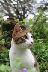 Gato explorando en la montaña.