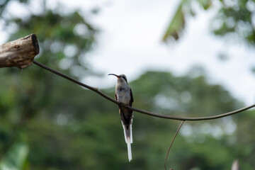 hummingbird species Phaethornis anthophilus, large white and brown long-billed hermit perched on a branch in rural area
