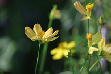 Yellow cosmos flowers in the garden