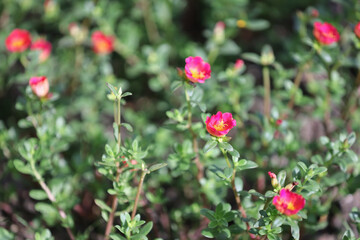 Obraz na płótnie Canvas Pink Common Purslane flower in the garden