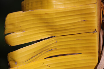 Yellow banana leaves and blurred background