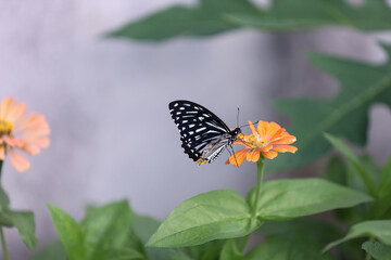 Butterfly and flowers in the garden