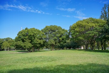 Fototapeta na wymiar 公園の芝生広場でみた涼しげな木陰の森＠大阪