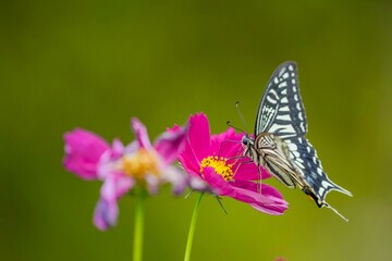 満開のコスモスの蜜を懸命に吸うアゲハチョウ