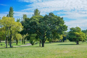 公園の芝生広場でみた存在感のある木＠大阪