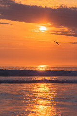 Fototapeta na wymiar Sunset under the sea of the seagull
