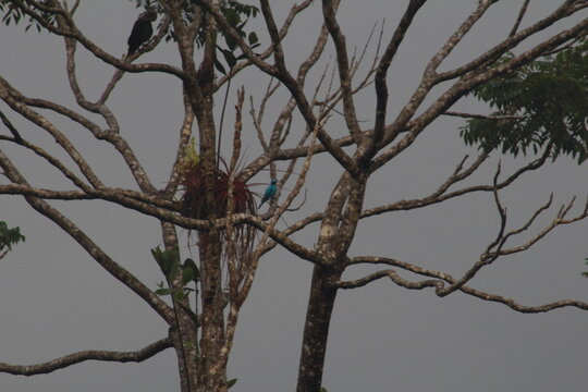 bird on tree, coringa turquesa