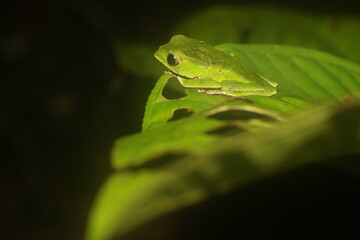 frog on leaf