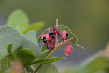 黒い種子が出てきたタンキリマメの果実